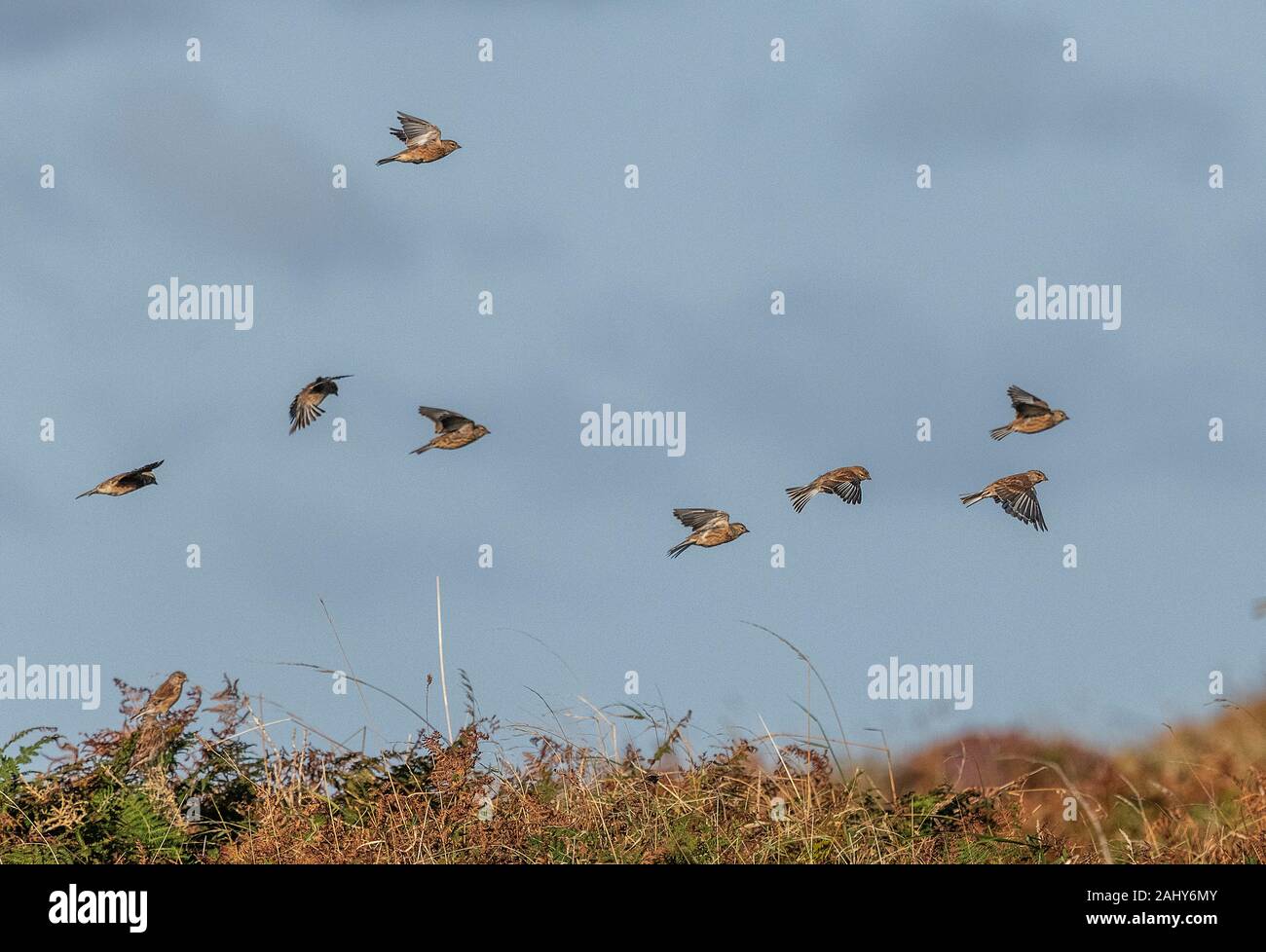 Herde hänflinge auf Moorland, im Herbst. Pembrokeshire, West Wales. Stockfoto