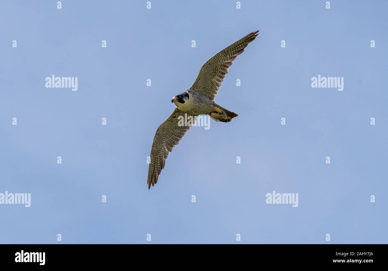 Wanderfalke FALCO PEREGRINUS, im Flug, Wales. Stockfoto