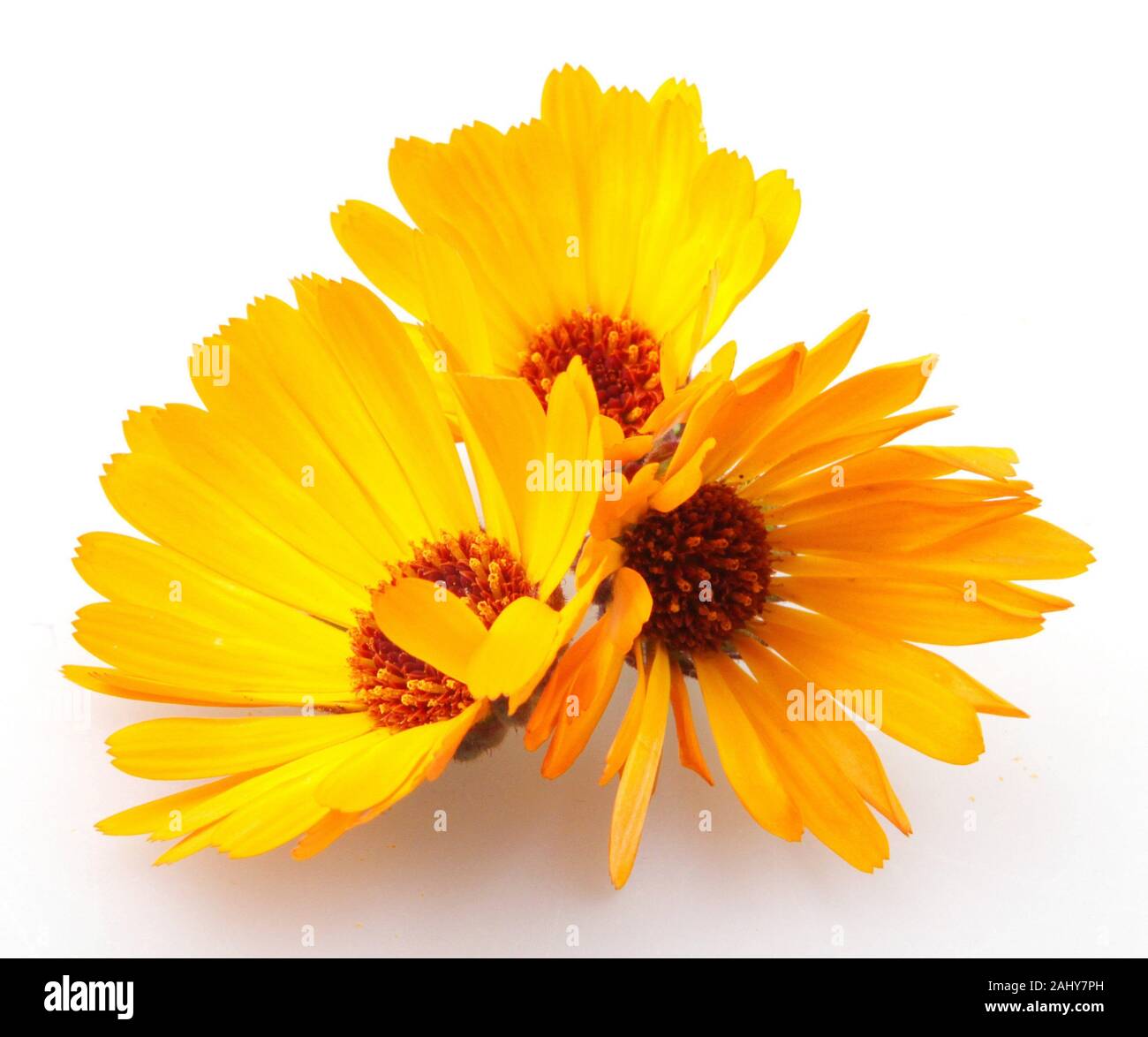 Schöne blühende gelbe Ringelblume isoliert auf weißem Hintergrund.  Calendula officinalis Stockfotografie - Alamy