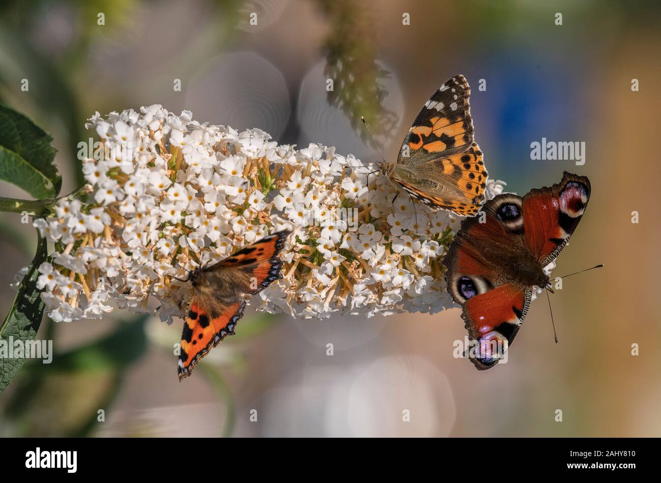 Weiß Sommerflieder, mit Massen von Schmetterlingen auf: Kleiner Fuchs, Pfau, und Painted Lady. Stockfoto