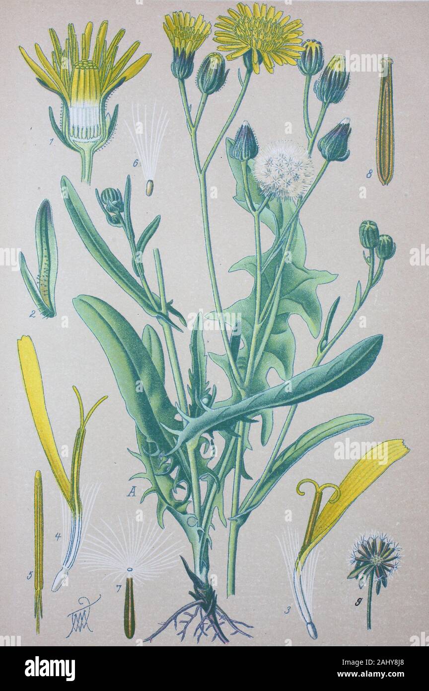 Crepis biennis, Daisy Familie, raue hawksbeard/Wiesen-Pippau, Pippau Crepis biennis, Zweijähriger, Familie der Korbblütengewächse, Digital verbesserte Reproduktion einer Vorlage drucken aus dem 19. Jahrhundert/digitale Reproduktion von einer Originalvorlage aus dem 19. Jahrhundert Stockfoto