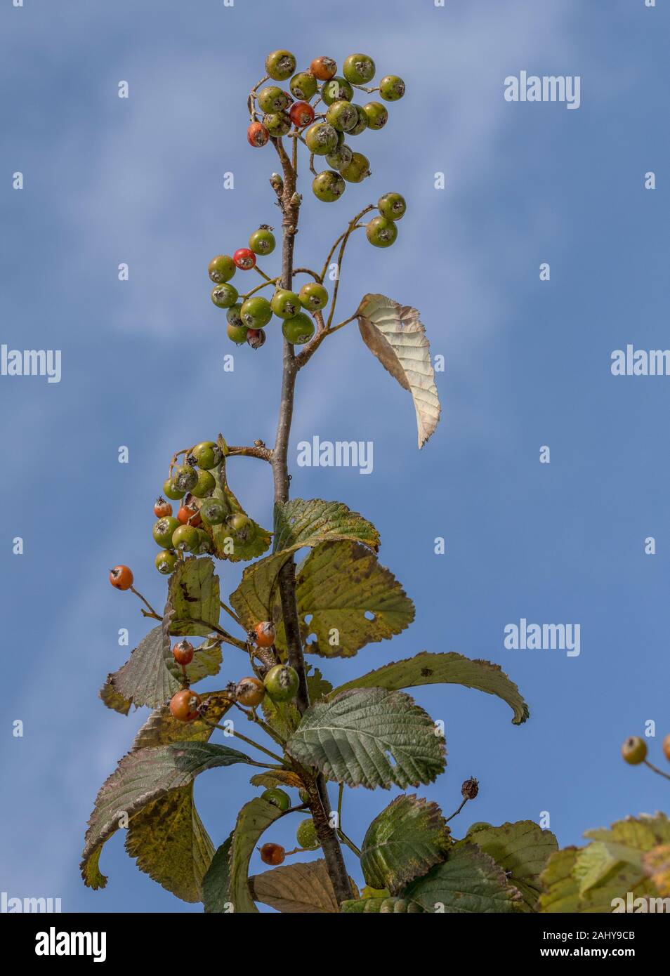 Die stirton Whitebeam, Sorbus stirtoniana, Obst; von Craig Breidden, Montgomeryshire, Wales. Stockfoto