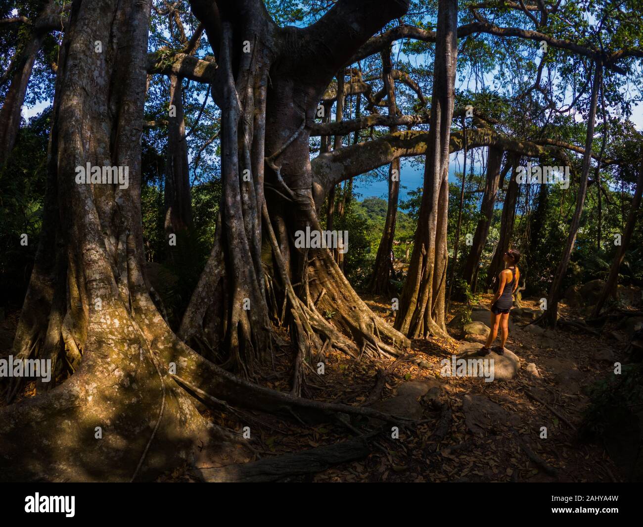 Junge Frau bewundert schönen Son Tra Banyan Tree, Da Nang Vietnam Stockfoto