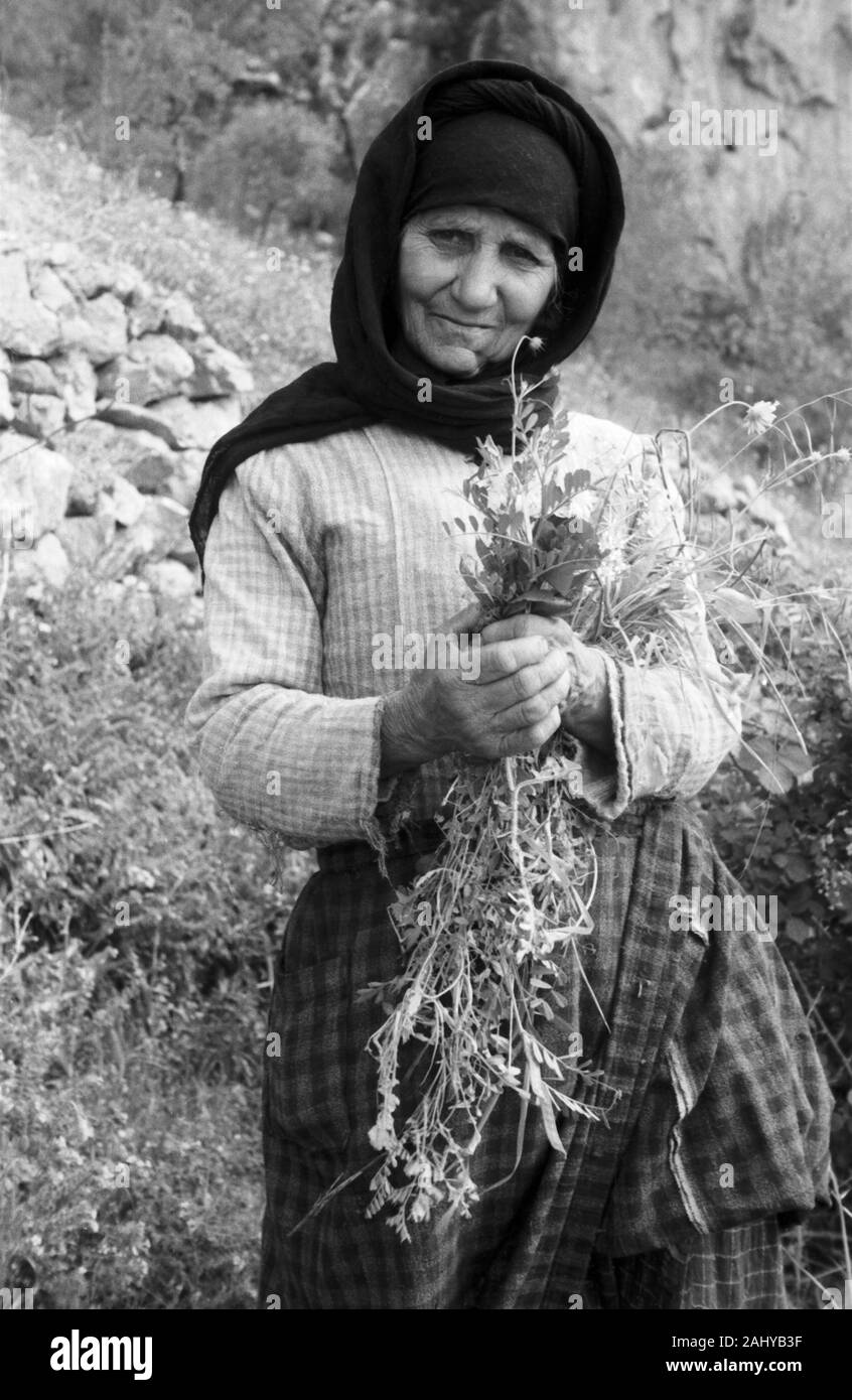 Eine Einheimische alte Frau mit einem Kräuterstrauch auf dem Weg zum Markt in Delphi, Griechenland 1950er Jahre. Eine alte Frau mit einem pflanzlichen Bush auf dem Weg zum Markt in Delphi, Griechenland 1950. Stockfoto