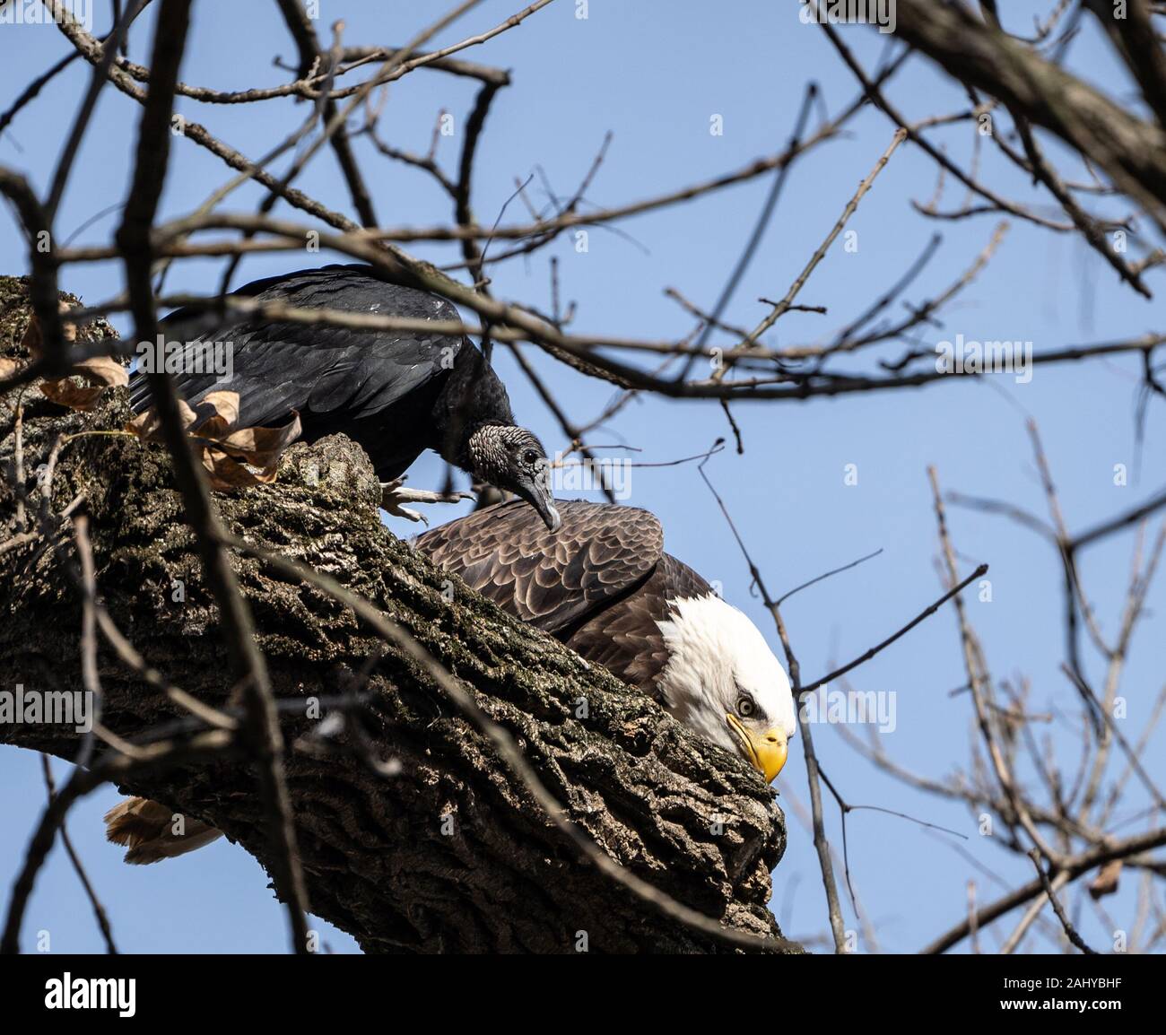 Schwarze Geier wartet geduldig auf Papierreste während blad eagle Fisch isst, während auf Ast sitzend Stockfoto