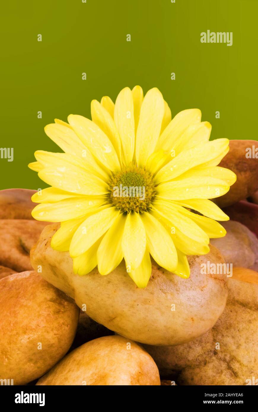Ein frisches Nass gelbe Daisy auf einem Bett aus Stein mit Wassertropfen und nasse Steine. Ein daisy flower symbolisiert Unschuld und Reinheit und wahre Liebe. Stockfoto