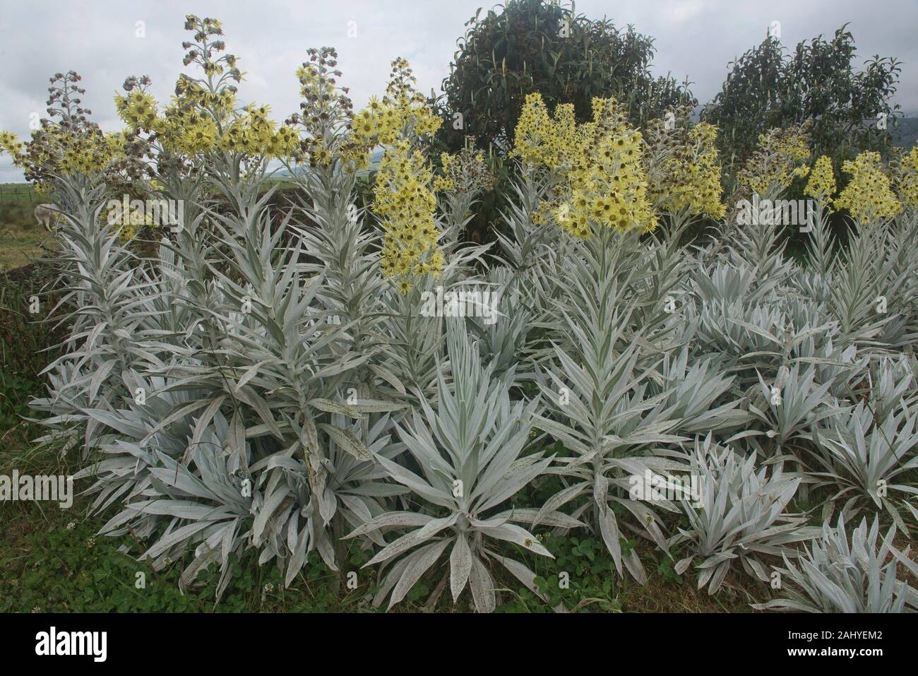 Senecio niveoaureus wächst in der ''Arco'' Hochland in der Nähe des Chimborazo, Urbina, Ecuador. Stockfoto