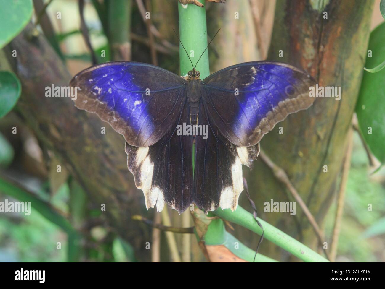 Deidamia Morpho Stockfotos und -bilder Kaufen - Alamy