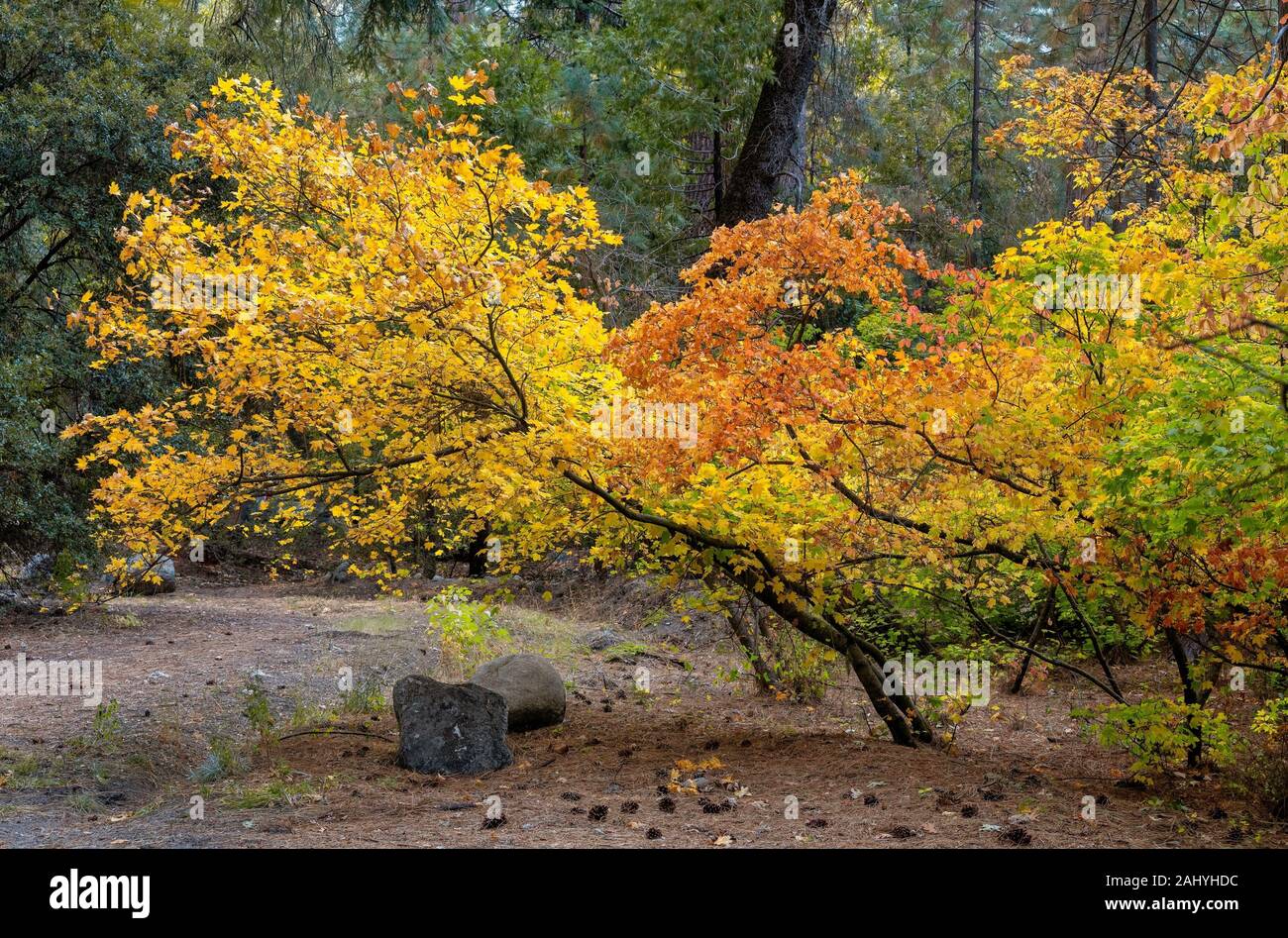 Lehnte sich in den Herbst Yosemite National Park, CA USA Welt Lage. Stockfoto
