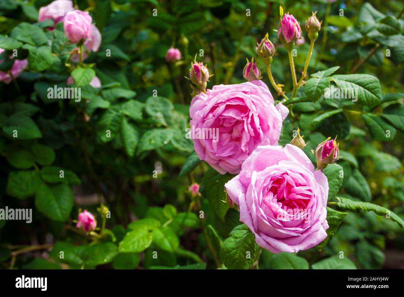 Rosa Centifolia (Rose des Peintres) Blüte closeup Stockfoto