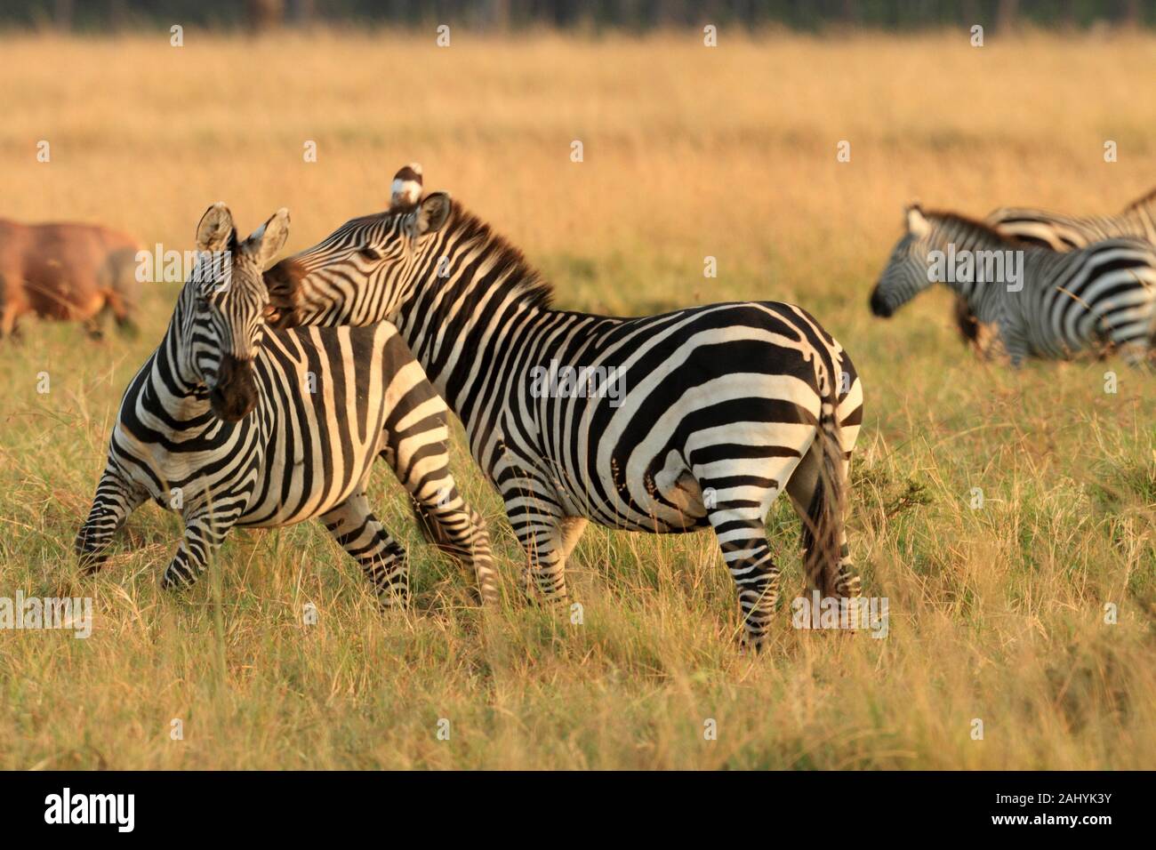 Zebra treten Fotos und Bildmaterial in hoher Auflösung Alamy