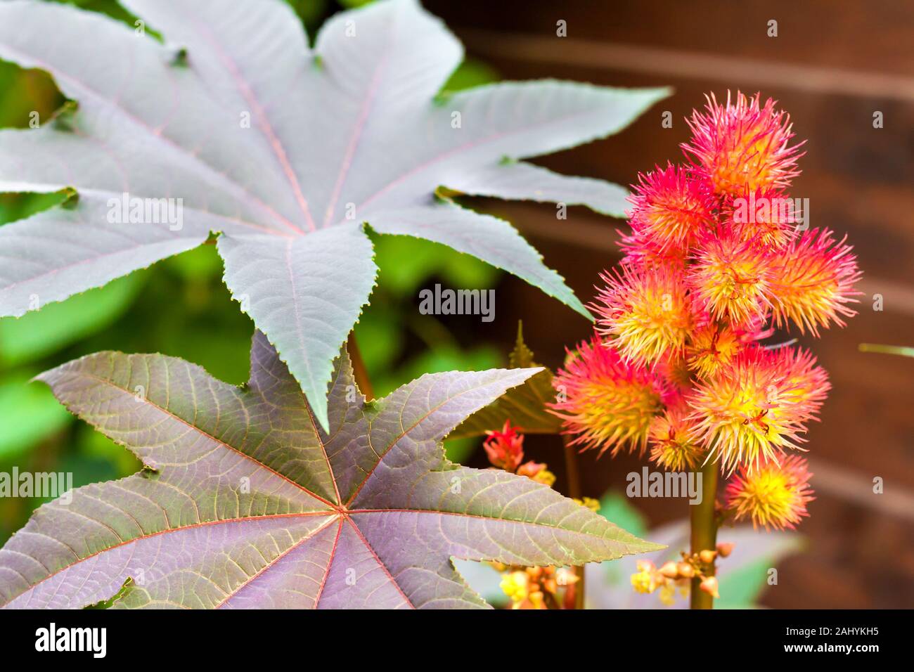 Blütenstand von Rizinus (Ricinus communis) closeup Stockfoto