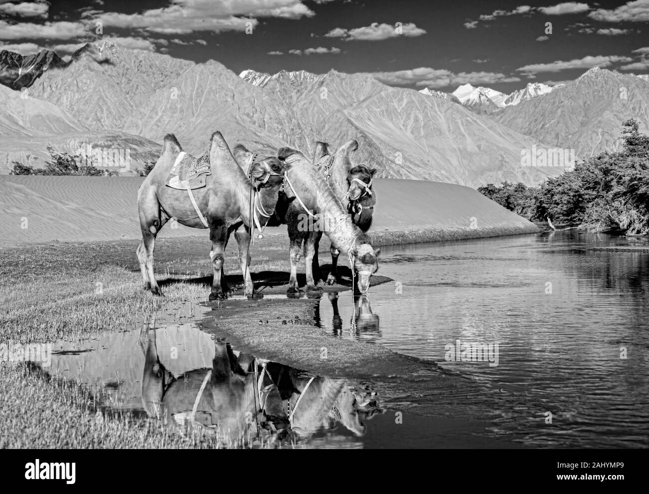 Bactrian Camel Trinkwasser an Hunder Sanddünen, Nubra Valley, Ladakh, Indien Stockfoto