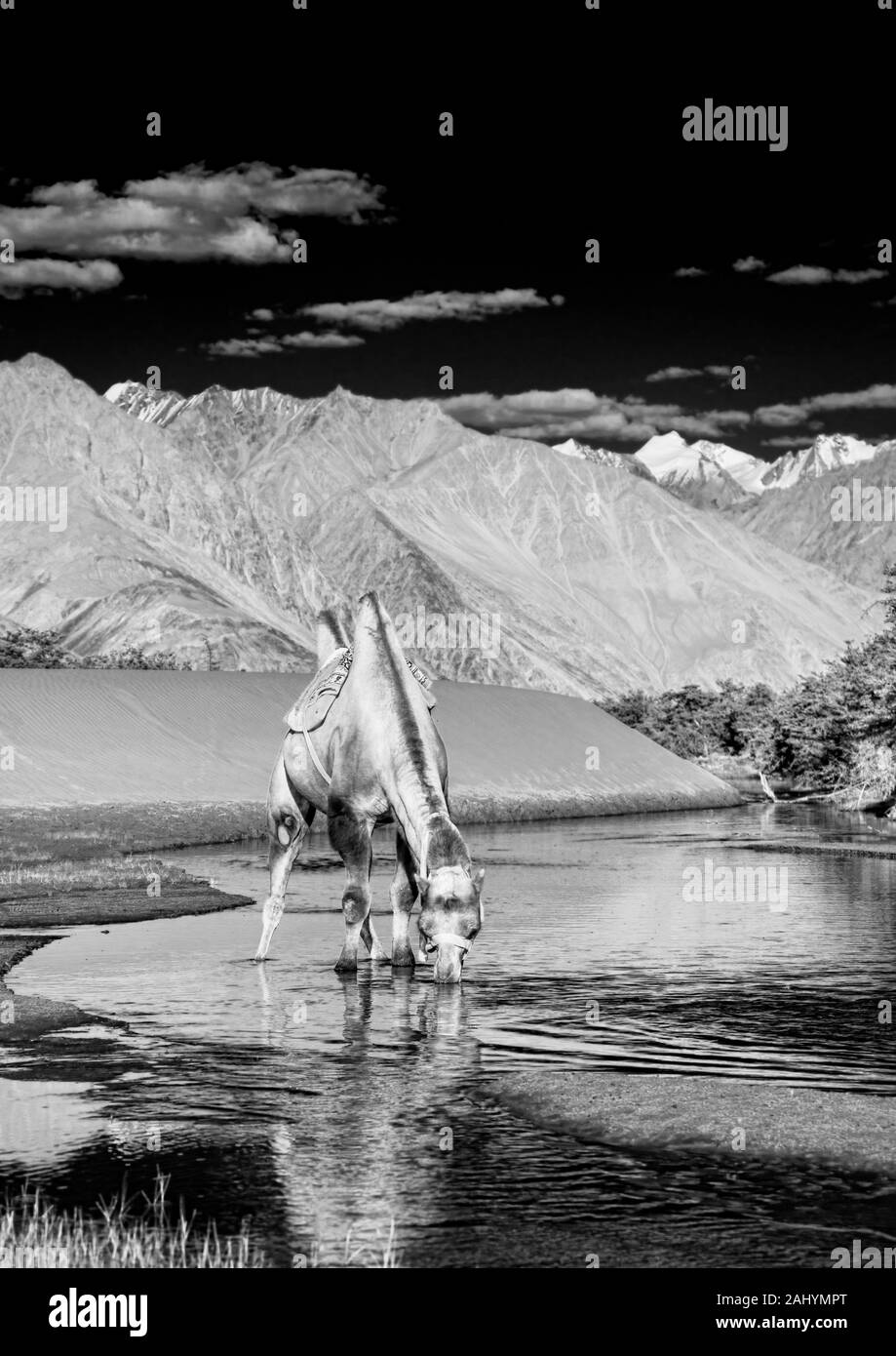 Bactrian Camel Trinkwasser an Hunder Sanddünen, Nubra Valley, Ladakh, Indien Stockfoto