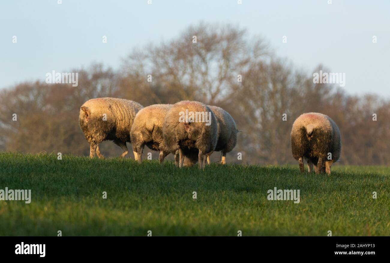 Hintere Seite der Schafe in einem Feld. Stockfoto