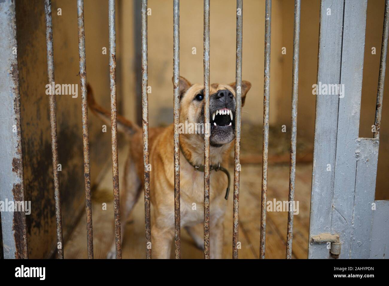 Tierquälerei. Aggressive streunender Hund Knurren, bellen hinter Gittern in der Voliere, Borodyanka, Ukraine Stockfoto