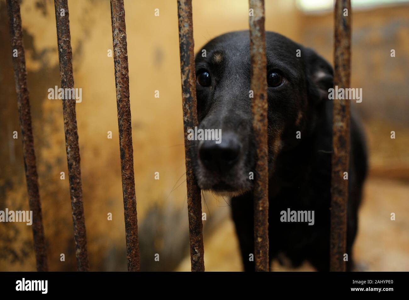 Tierquälerei. Traurig streunender Hund hinter Gittern in der Voliere sitzen. Borodyanka, Ukraine Stockfoto