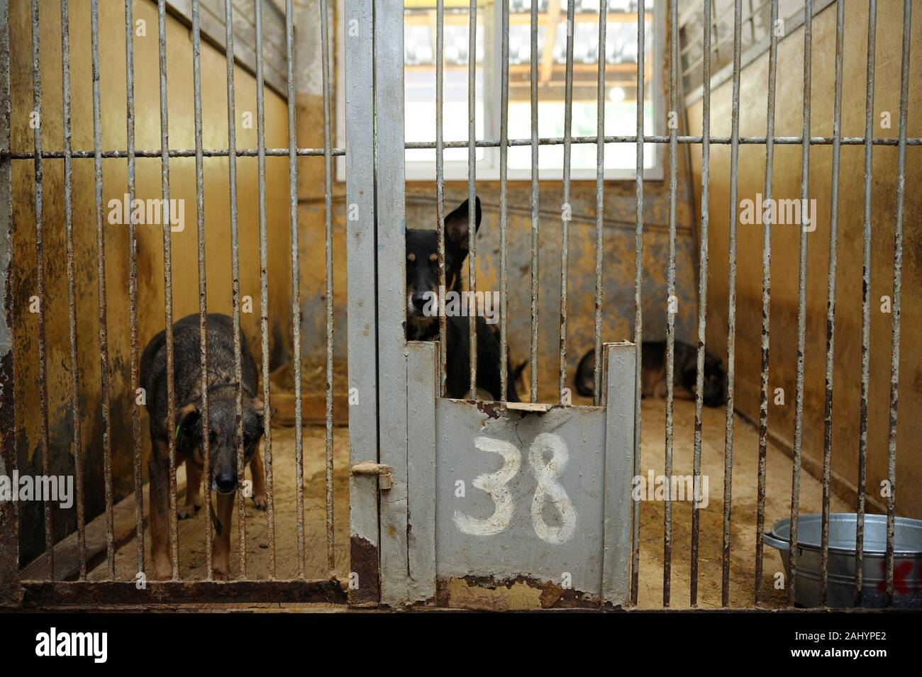 Tierquälerei. Aggressive streunender Hund Knurren, bellen hinter Gittern in der Voliere, Borodyanka, Ukraine Stockfoto