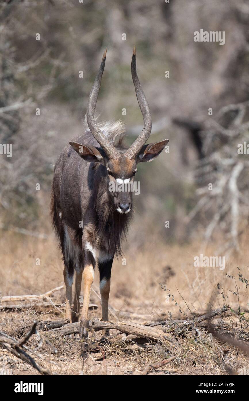 Nyala, Tragelaphus angasi, uMkhuze Game Reserve, Südafrika Stockfoto