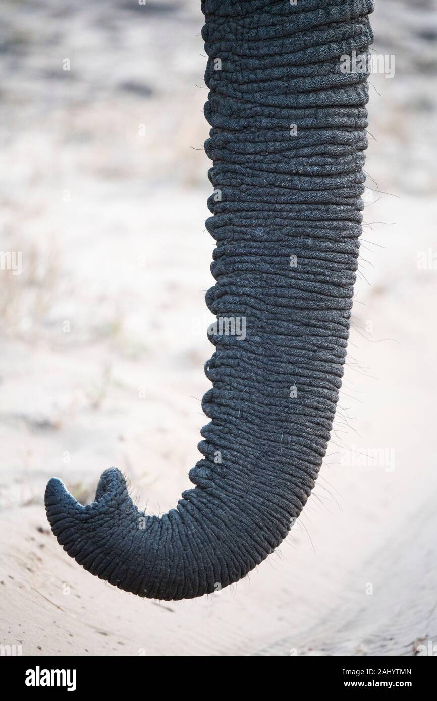 African Elephant Trunk, Loxodonta africana Africana, Tembe Elephant Park, Südafrika Stockfoto