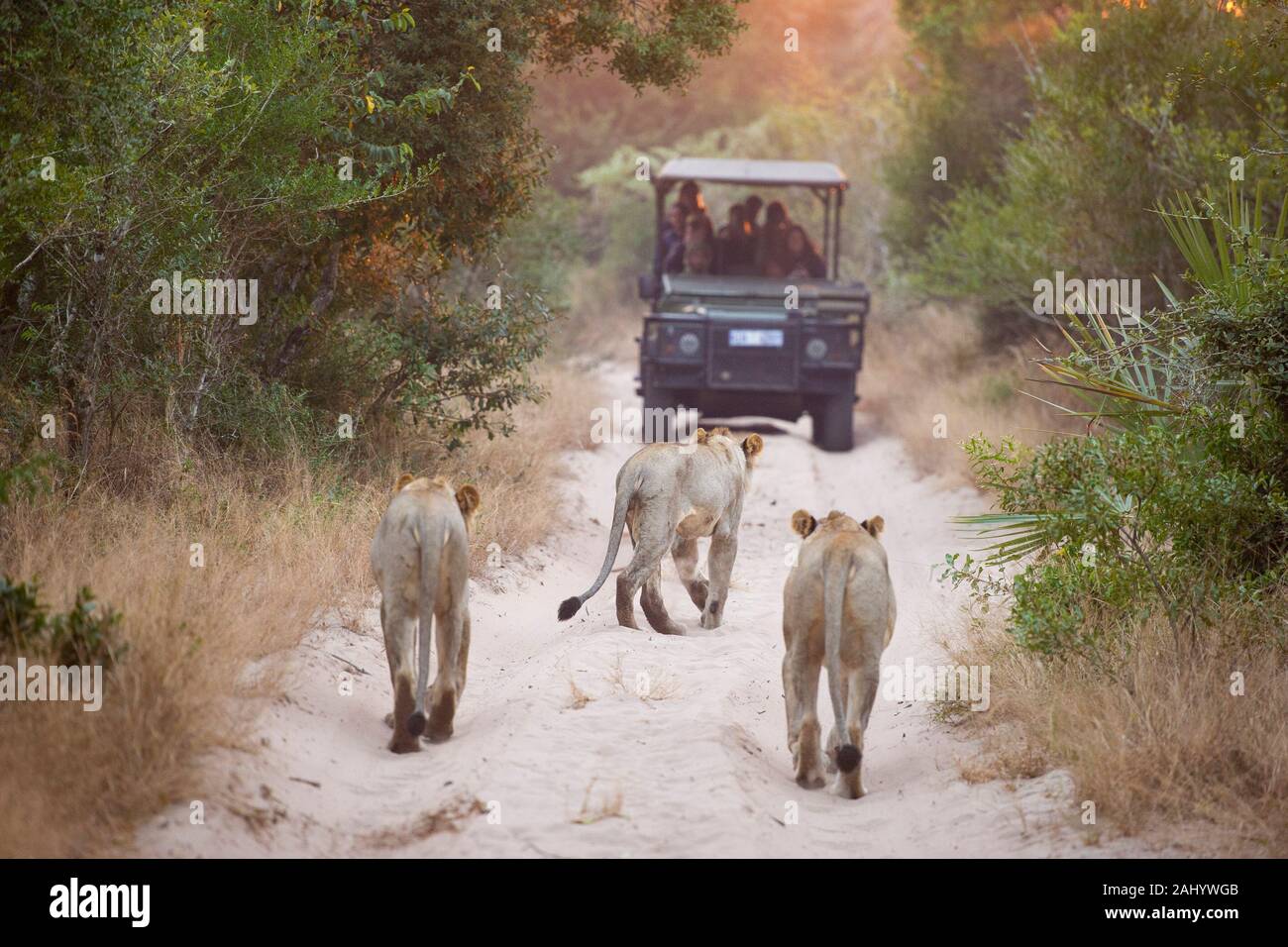 Touristen in Safari Fahrzeug bei Lions suchen, Panthera leo, Tembe Elephant Park, Südafrika Stockfoto