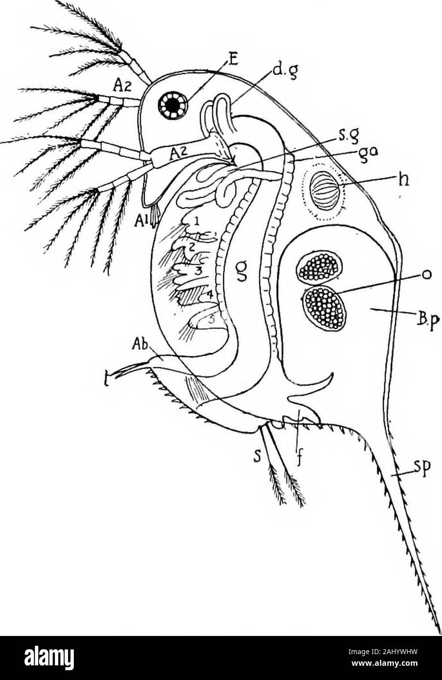 Grundzüge der Zoologie. .-Dorsalen Oberfläche oiAptiscancriformis. ? - Von BronnsThierreich. In der anterioren Region sind die beiden com-lbs-Augen, und hinter ihnen thesimple ungepaarte Auge. Die Peitsche - likeoutgrowths der ersten Brust- ap-pendage Projekt seitlich. f-Antenne. Vor der mündlichen. V zweite Antenne. (Dies wird manchmal abwesend, andapparently immer in bestimmte Arten.) 3-Unterkiefer. Mündliche. - A - Oberkiefer. l5-Maxillipede. 300 STAMM ARTHROPODA. f6. Erste thorakale Fuß (Bein). Thorakale J 7-16. Weitere zehn thorakale Füße (Schwimmer). (Pregenital). j i 6. in das Weibchen trägt ein Ei-sac oder Brut-t-Kammer Stockfoto