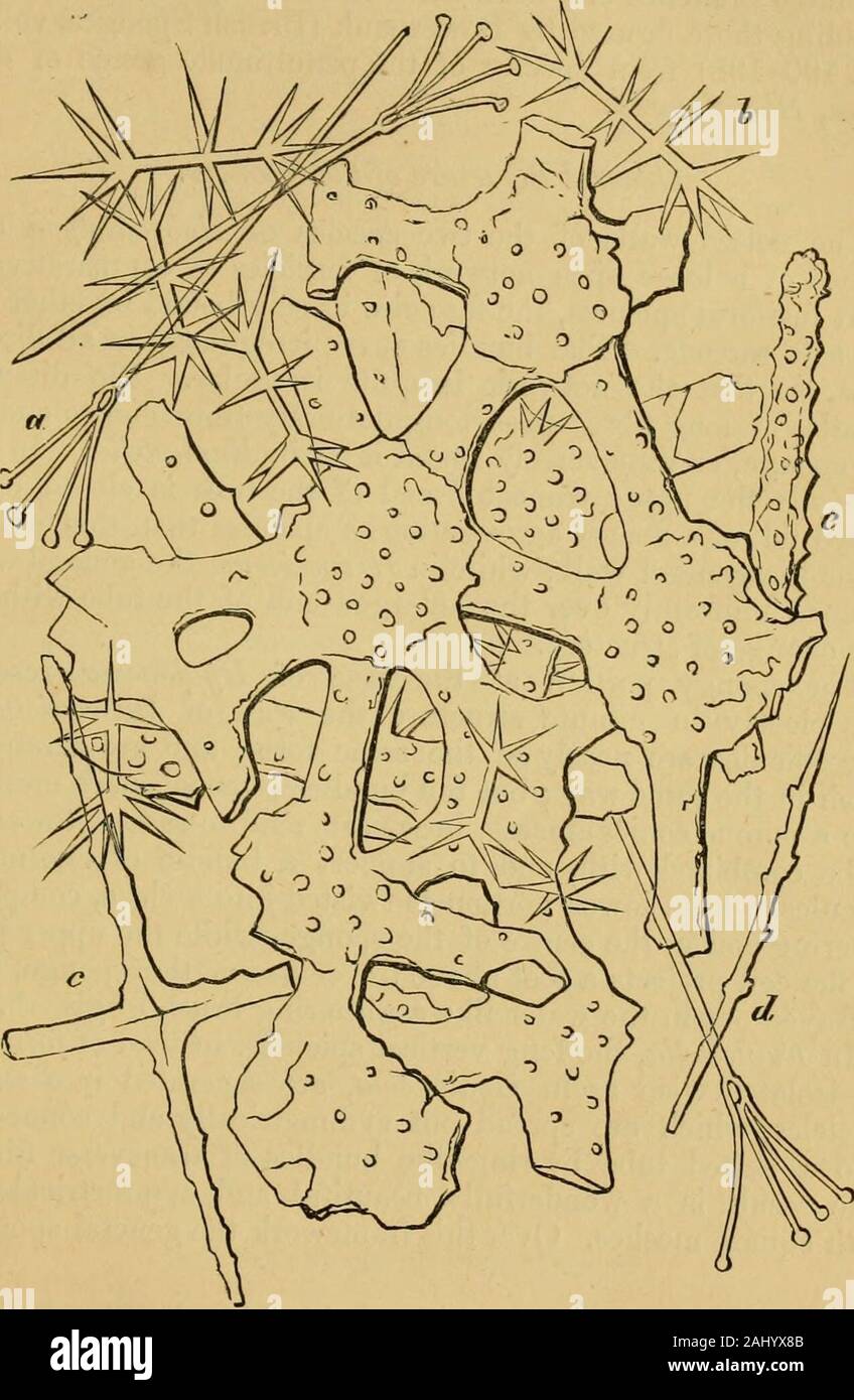 Die Annalen und Magazin der Naturgeschichte, Zoologie, Botanik und Geologie. Dictyon Habro - Die häufigsten sarcode - spicule ist der floricomo - hexradiate der Bowerbank (PI. Iv.Abb. 1 e); und die sameform Auftritt reichlich in Euplectella aspergillum. Die coronato - hexradiate stellate Form dargestellt durch Bowerbank (Brit. Spong. Bd. I, Abb. 195) scheint die Sterne ofone von diesen ohne den cm-VED-Prozesse. Damit verbundene withthis Art, wir haben eine Vielzahl von Habrodictyon extremelyminute hexradiate spicules, unterschiedlich bewaffnet und gefiederten, und kaum zu unterscheiden von der normalen spicules von t Stockfoto