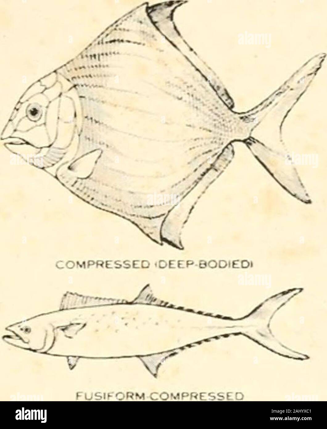 Die Entwicklung der Erde und ihrer Bewohner; eine Reihe geliefert, bevor die Yale Kapitel der Sigma Xi während des akademischen Jahres 1916-1917. ig. 16.) Dass diese locomotivedevice in statischen Gewässern entwickelt haben könnte, ist nicht bestritten, für einige marine Wurm - wie Organismen schwimmen durch eine wrigglingmovement, obwohl ausnahmslos in die dorso-ventrale Fläche, butthere liegt im Meer wenig Anreiz, seine schnelle perfec durchzusetzen, wie dynamische Gewässer produzieren würde. Damit theassumption, dass die Wirbeltiere sind das Ergebnis der terrestrialwaters. Die Mittel veranschaulichen, wobei die Evolution wasinitiated, C Stockfoto