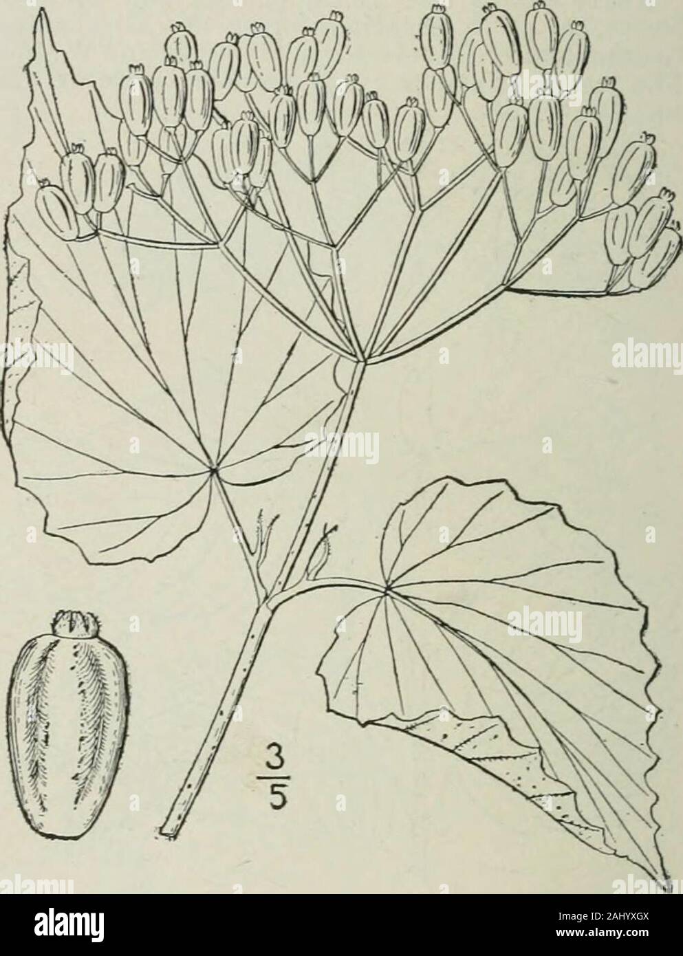 Eine Illustrierte Flora von der nördlichen USA, Kanada und die britischen Besitzungen: von Neufundland zu den Parallelen der südlichen Grenze von Virginia und vom Atlantik westwärts nach dem 102 Meridian. Neath, einige Der mittelbildung stellate; Blattstiele 8-2 o Lange; lineare Nebenblätter - Filiform, 2 s lang; cymes Terminal, peduncled, 4-7 geröntgt,^ Glanduläre - puberulent; Kelch - teethciliate; Steinfrucht länglich, Stumpf an beiden Enden, über 5 lange und 2J breit, viel abgeflacht, mit 2 Nuten, wenn trocken. BIuiTs und felsigen Wälder, Kentucky, missouriand Iowa. Juni. 8. Viburnum venosum Britton. VeinyArrow - Holz. F Stockfoto