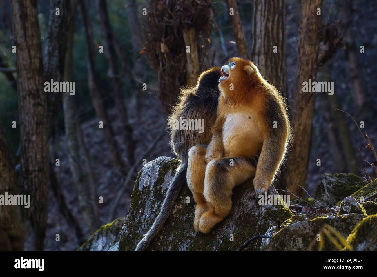 Nach Snub-gerochene Golden Monkey (Rhinopithecus roxellana). Januar in Waldgebiet in Qinling Mountains, Provinz Shaanxi, China Stockfoto