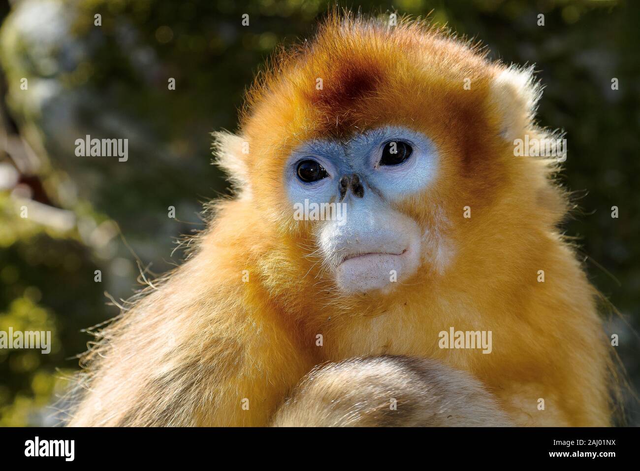 Junge Snub-gerochene Golden Monkey (Rhinopithecus roxellana). Januar in Waldgebiet in Qinling Mountains, Provinz Shaanxi, China Stockfoto