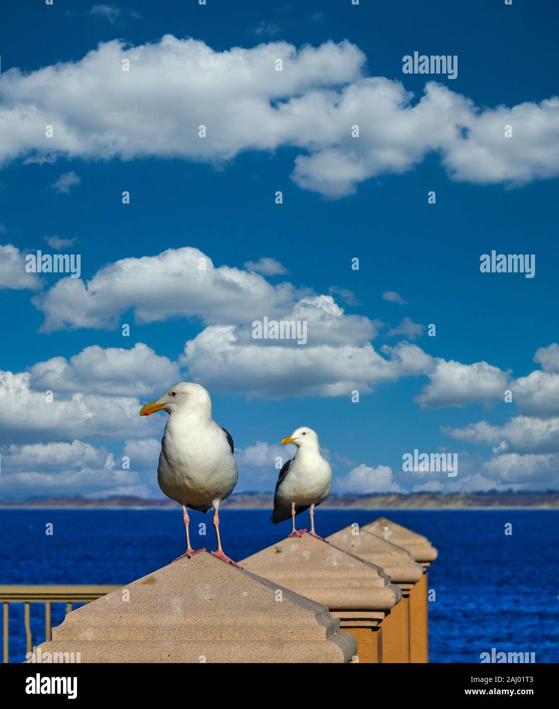 Zwei Möwen schauen Stockfoto