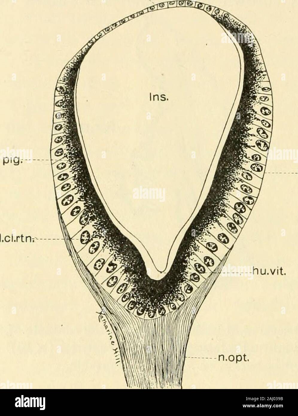 Zeitschrift für vergleichende Neurologie. le. Das Auge (Abb. A, oc), das liegt nur Bene&lt; ath Die surfaceepithelium, hat die Shai:) e eines Kegels oder Birne, dessen Basis, Cor - Reaktion auf die Hornhaut Teil, nach außen zeigt. Die basehas einen Durchmesser von etwa 150 m, in der Erwägung, dass der axiale des Vorderrads 200 M - Eine axiale Abschnitt des Auges (Abb. B) zeigt die folgenden Teile: (1) Optik (2) Kapsel; Hornhaut; (3) Retina; (4) Sehnerv; (5) Linse; (6) Glaskörper. Die optic Kapsel (Abb. 3, cps. opt.) ist eine dünne, Bindegewebs-Gewebe Hülle um das Auge, zu der die Netzhaut- und Cor-neal Elemente sind angefügt. Es i Stockfoto