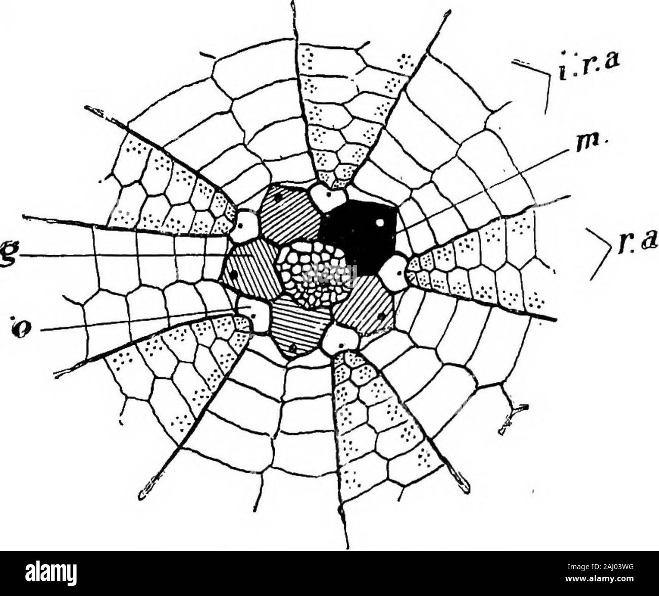 Grundzüge der Zoologie. Nordküste von Großbritannien, die discis relativ groß und weich und die Arme sehr lang. In der extinctLysophiurae gibt es eine ambulacral Groove. Klasse EcHiNOiDEA. Sea-Urchins, z.b. die commonEchinus esculentus Stachelhäuter mit dem Körper durch Reihen von Platten abgedeckt, die in der Regel in vertikaler Serie und bilden eine unflexible Test; theshape der Mehrheit Ansätze einer Kugel, aber einige sind pin-ECHINOIDEA. 263 Kissen - wie, flach, oder offensichtlich bilateralen; der Test ist coveredwith Stacheln, die sich in Länge und Dicke in verschiedenen Arten variieren; die Erkrankungen des Bewegungsapparates und Atemwegserkrankungen Rohr - Gebühr Stockfoto