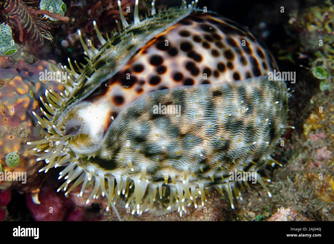 Tiger Cowrie (Cypraeidae Cypraea tigris, Familie), Nachttauchen