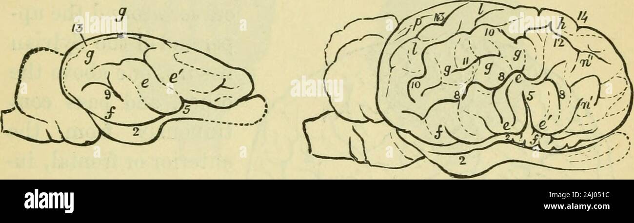 Das Gehirn als Organ des Geistes. Fio. 9 L - linke Gehirnhälfte Abb. 02. linken Gehirnhälfte des Hirsches {Cervus). Der Giraffe. in das Pferd (Bild gesehen werden. 89) und das Rhinozeros (Abb. 90). Kap. XVI.] EINIGE ANDERE SÄUGETIERE. 281 In der zweiten Teile der Hemisphären behindern arenotably erweitert, und den vorderen Lappen größer sind ihre Abmessungen inall. In diesem convolutional Plan, als thefigures von Owens Anatomie der Verte - brates zeigen, Geborgt die primäre Windungen der beiden halvesof das Großhirn Konvergieren von hinten nach vorne, als faras das vordere Drittel der zerebralen Hemisphe Stockfoto