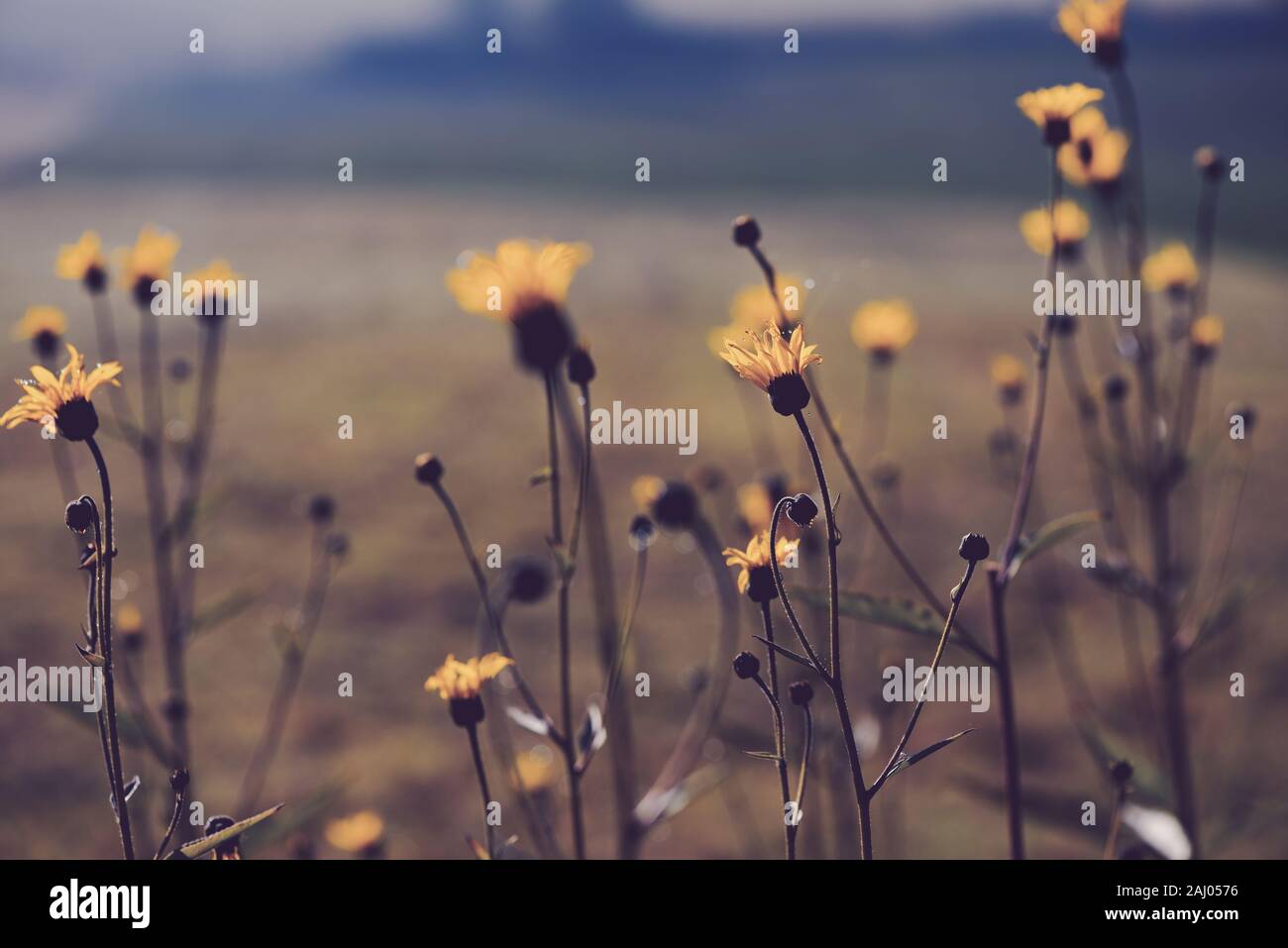 Kornblume in winzigen Tau Tropfen auf Spinnen web closeup am Feld Herbst Hintergrund Stockfoto