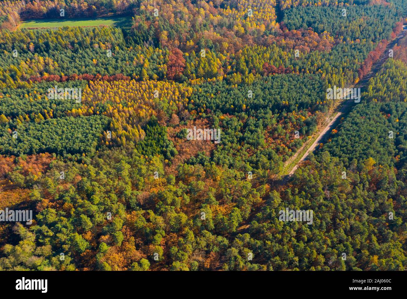 Knstliche Wald mit verschiedenen Arten von Bumen Luftaufnahme gemischt  Stockfotografie - Alamy