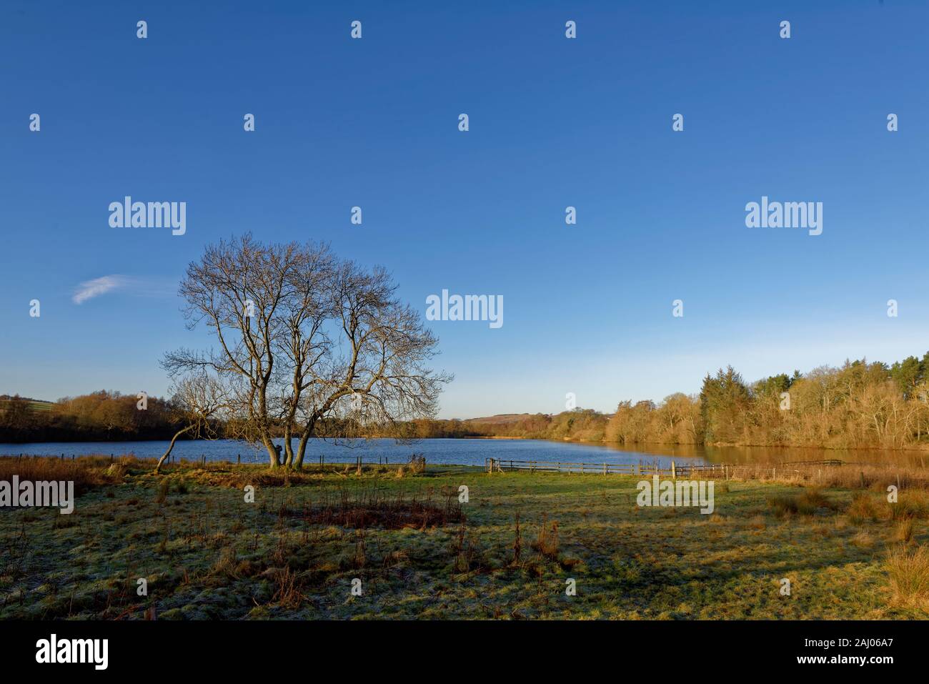 Ein einsamer Baum auf der Seite von Balgavie Loch in der Nähe der Stadt Forfar an einem kalten, klaren Tag im Dezember, mit langen Schatten über die Felder geworfen werden Stockfoto