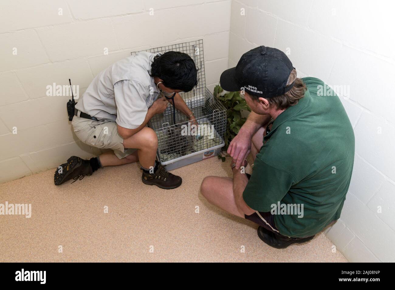 Veterinär Krankenschwester, Lee Pirini untersucht Angelo eine gerettet wild Veterinär Krankenschwester, Lee Pirini untersucht, Angelo, ein gerettet wild Koala im Australia Zoo Wi Stockfoto