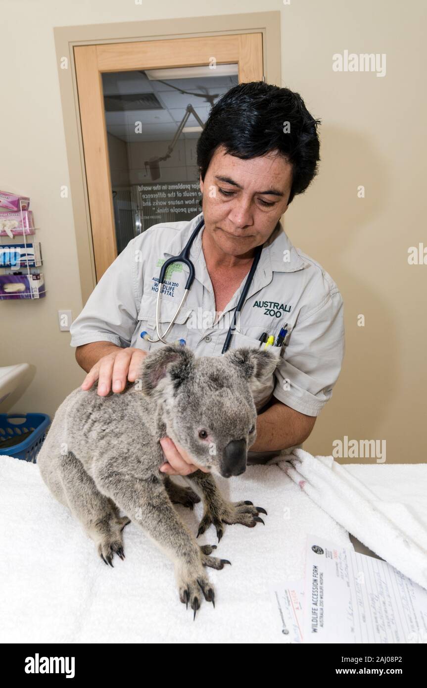 Veterinär Krankenschwester, Lee Pirini untersucht Angelo eine gerettet wild Koala im Australia Zoo Wildlife Hospital an der Sunshine Coast in Queensland, Australi Stockfoto