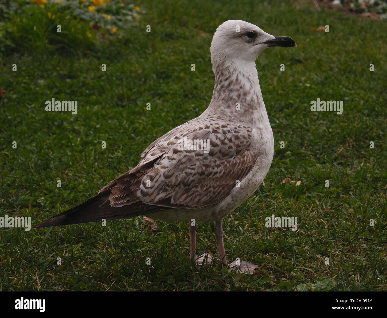 Eine einzige Möwe auf grünen Gräsern. Stockfoto