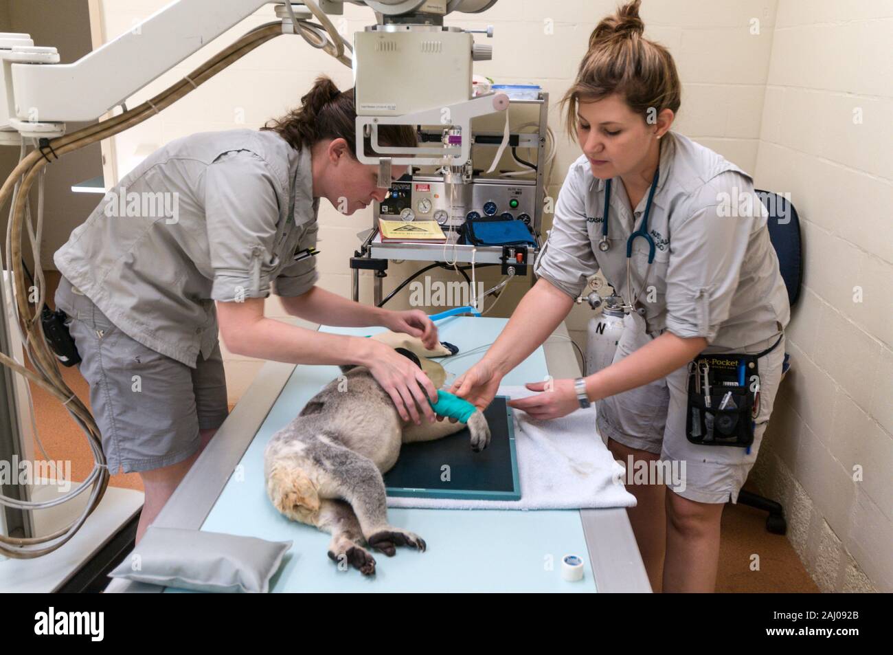 Von links nach rechts; Veterinär - Krankenschwester, Natasha Banville und tierärztlichen Services Manager, Doktor. Claude Lacasse, Vorbereitung eine verletzte männliche Koala benannt, Blai Stockfoto