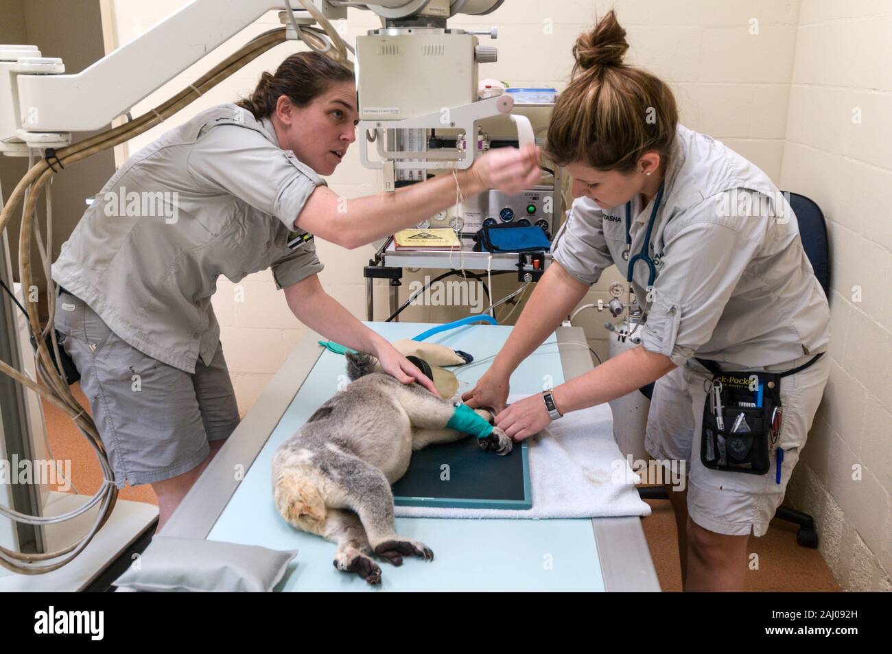 Von links nach rechts; Veterinär - Krankenschwester, Natasha Banville und tierärztlichen Services Manager, Doktor. Claude Lacasse, Vorbereitung eine verletzte männliche Koala benannt, Blai Stockfoto