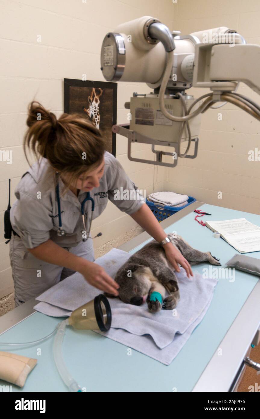 Veterinär Krankenschwester, Natasha Banville Vorbereitung eine verletzte männliche Koala, genannt, Blair für ein X-ray während der Narkose bei den Australia Zoo Wildlif Stockfoto