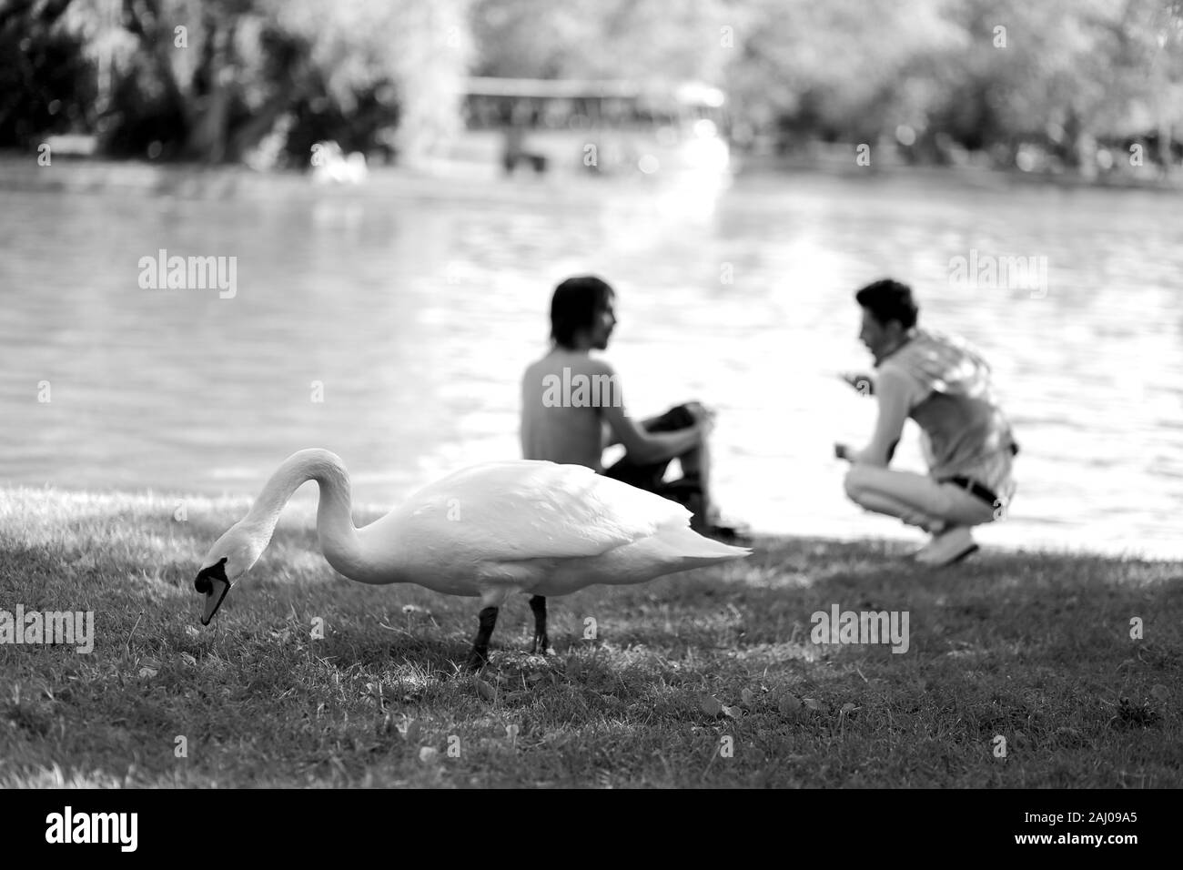 Großen weißen Schwan im City Park mit grünem Gras, Bäume, See und die Menschen entspannen und plaudern im Hintergrund. Schwarz und Weiß Foto Stockfoto