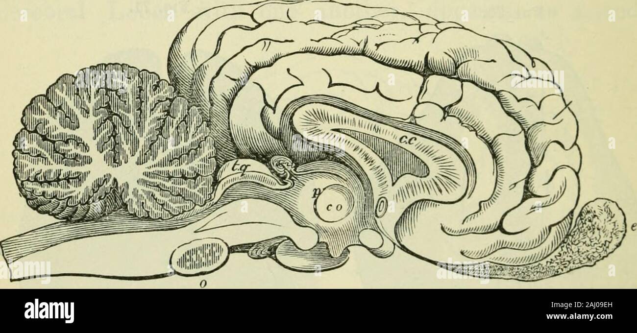 Das Gehirn als Organ des Geistes. e Zerebrale Hemisphereshave fut entfernt auf der Ebene des Corpus callosum, um diese greattransverse Commissure, le zeigen. Die zirbeldrüse Körper; B, corpoia qiiadrigemina; C, Kleinhirn. ausführlichere Beschreibung besser reserviert werden. Es ist notwendig, hier jedoch, dass es liegt meist unterhalb des Corpus Callosum und ist eng mit diesem greattransverse commissure Posterior verbunden, obwohl im Vorbeigehen für - Stationen der tv/o-Strukturen voneinander abweichen. (4.) Im Raum links zwischen den Corpus Callosum über 258 DAS GEHIRN DER VIERBEINER UND (Abb. 72, c, c Stockfoto