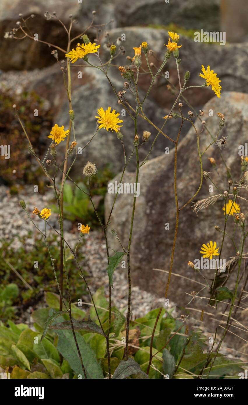 Snowdonia Habichtskraut, Hieracium snowdoniense, endemisch in Snowdonia, North Wales Stockfoto