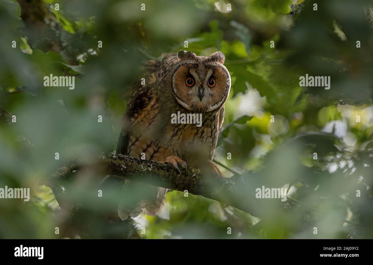 Waldohreule, Asio otus, in Eiche thront. Stockfoto
