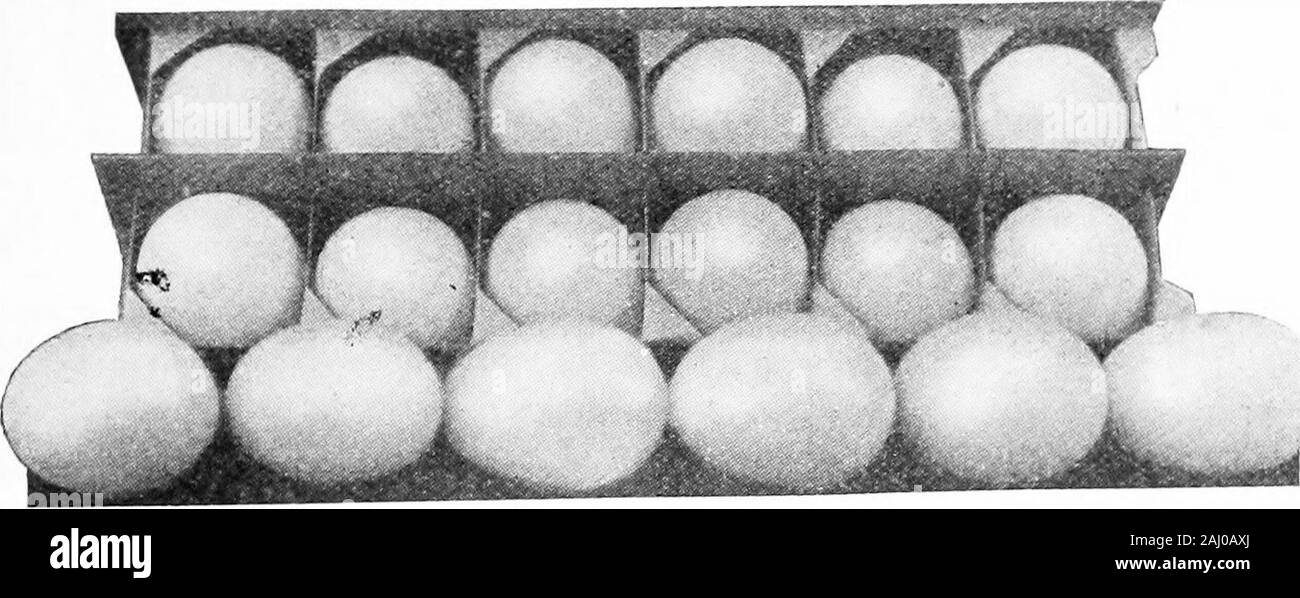 Dollar und Richtung in der Geflügel Geschäft. . EssIt ist gut innerhalb der Grenzen ol Wahrheit, zu sagen, daß die kommerzielle eggbusiness ist die profitabelste einzigen Zweig der Geflügelindustrie. Mit der Bevölkerung in unseren Städten immer drei Mal so schnell wie die Bevölkerung des Landes, mit Lust auf Neues - Eier verkaufen so hoch wie $ 1,35 in den osteuropäischen Städten adozen im vergangenen Winter, scheint es keine dangerof Überproduktion zu sein. Ob Sie die Eier als seitliche Linie produzieren oder Makeit ihre wichtigste Einnahmequelle, sie werden konfrontiert mit certainproblems in keiner anderen br erfüllt werden Stockfoto